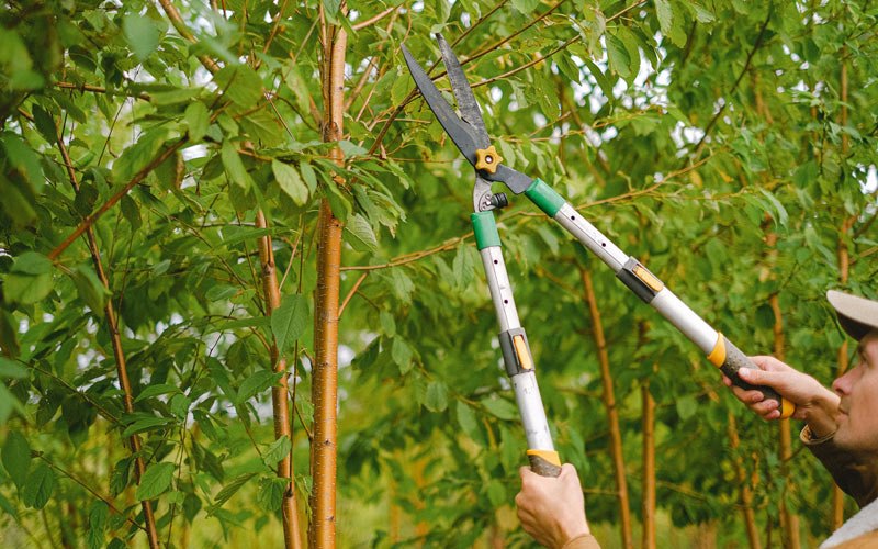 Tree trimming in Holly, CO